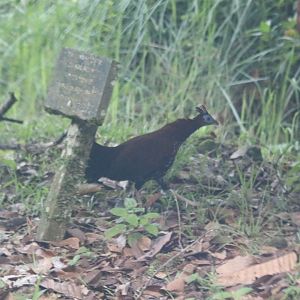 Bornean Crested Fireback Female - Danum Valley