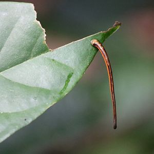 Tiger Leech - Danum Valley
