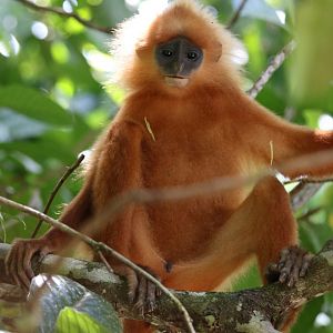 Maroon Langur - Danum Valley