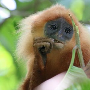 Maroon Langur - Danum Valley