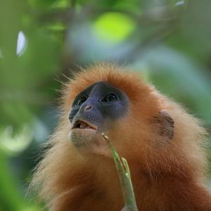 Maroon Langur - Danum Valley