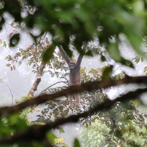 Mueller's Bornean Gibbon - Danum Valley