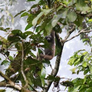 Mueller's Bornean Gibbon - Danum Valley