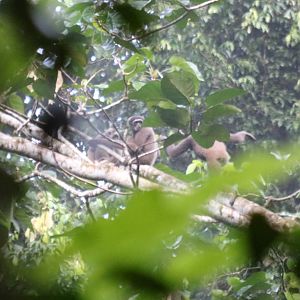 Gibbon Family - Danum Valley