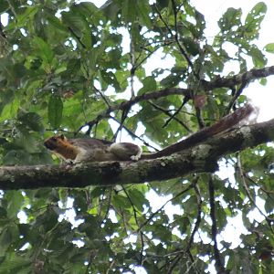 Variable Giant Squirrel - Danum Valley