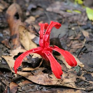 Some Sort of Flower - Danum Valley