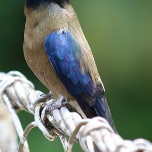 Whiskered Treeswift - Danum Valley