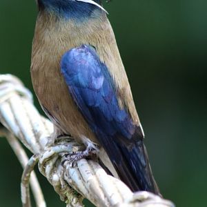 Whiskered Treeswift - Danum Valley