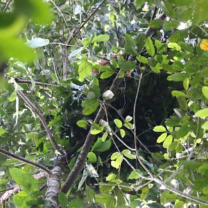 Orangutan in Nest - Danum Valley