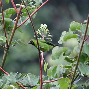 Greater Green Leafbird - Danum Valley