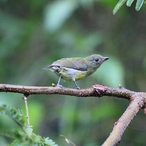 Yellow-rumped Flowerpecker - Danum Valley