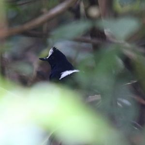 White-crowned Forktail - Danum Valley
