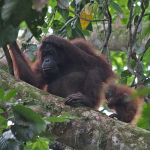 Bornean Orangutan Mother and Baby - Danum Valley