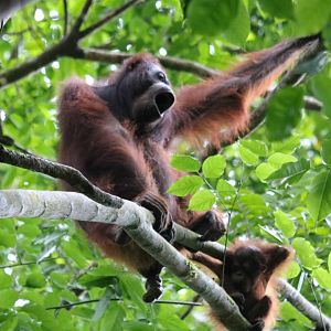 Bornean Orangutan Mother and Baby - Danum Valley