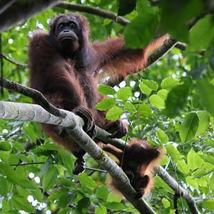 Bornean Orangutan Mother and Baby - Danum Valley