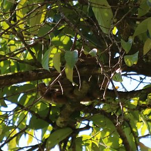 Slow Loris Sleeping During the Day - Danum Valley