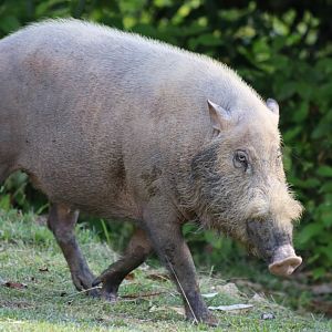 Bearded Pig - Danum Valley