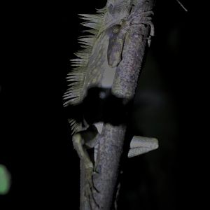 Gonocephalus borneensis - Danum Valley