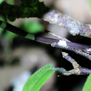 Snake Species - Danum Valley