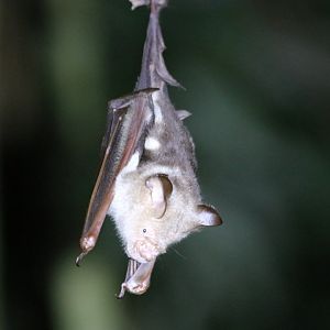 Diadem Roundleaf Bat - Danum Valley