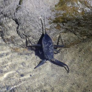 Water Scorpion - Danum Valley