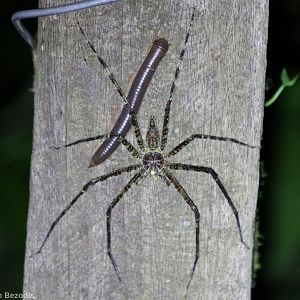 Spider and Millipede - Danum Valley