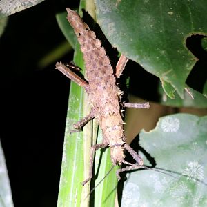 Stick Insect Species - Danum Valley