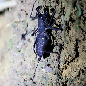 Whip Scorpion - Danum Valley