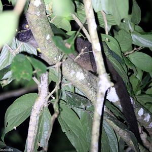Bornean Striped Palm Civet - Danum Valley