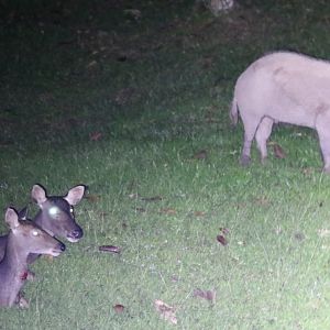 Sambar and a Bearded Pig - Danum Valley