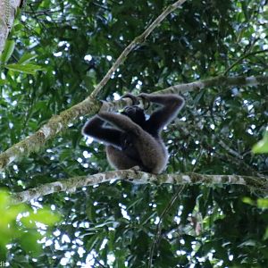 Mueller's Bornean Gibbon - Danum Valley