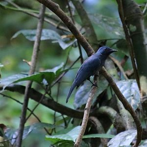 Maroon-breasted Philentoma - Danum Valley