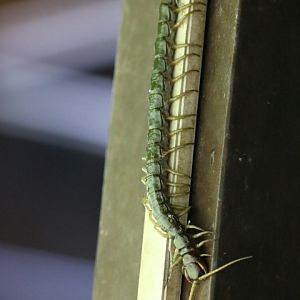Centipede - Danum Valley