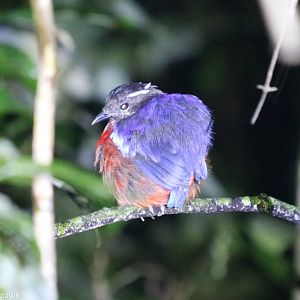 Black-crowned Pitta at Night - Danum Valley