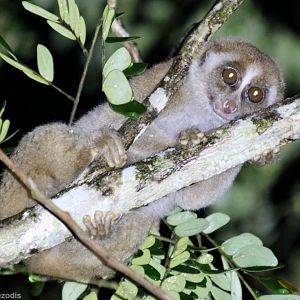 Bornean Slow Loris - Danum Valley