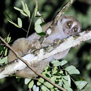 Bornean Slow Loris - Danum Valley