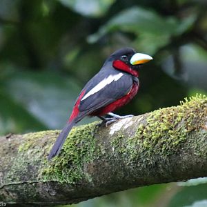 Black-and-red Broadbill - Danum Valley