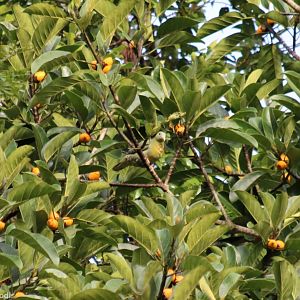 Large Green Pigeon - Danum Valley