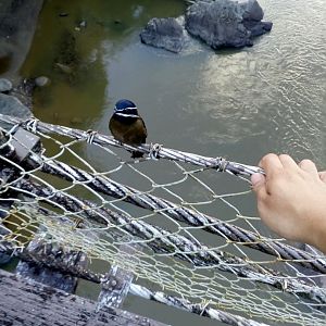 Whiskered Treeswift and My Hand - Danum Valley