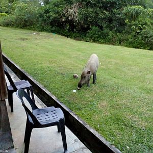 Bearded Pig Outside the Dorm - Danum Valley