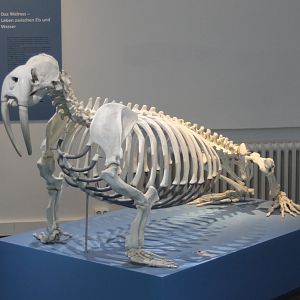Skeleton Walrus