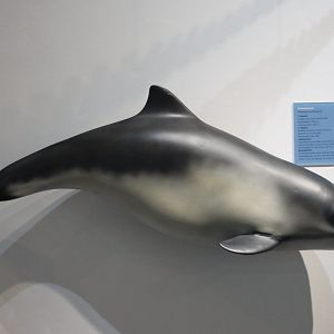 Model Harbour porpoise