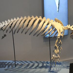 Skeleton Manatee