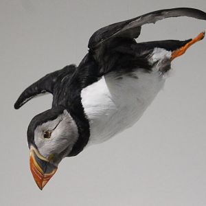 Puffin