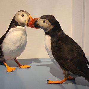 Puffins