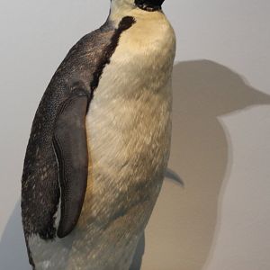 Emperor penguin
