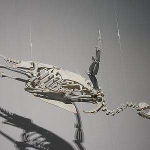 Skeleton Emperor penguin