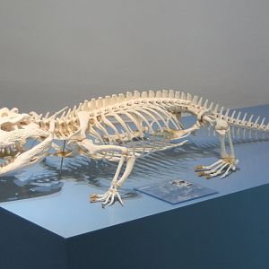 Skeleton Nile crocodile