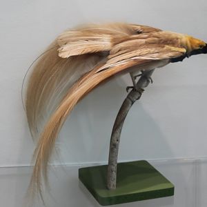 Raggiana bird of paradise