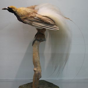 Raggiana bird of paradise